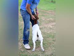 MB Boer Goats  2512