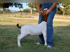 Titanium Livestock  5562