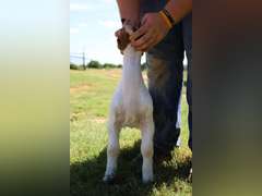 Flyin’W Show Goats  5046