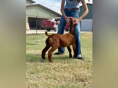 Grimes Show Goats  106