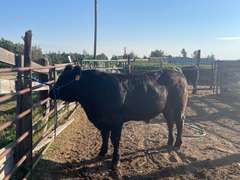 Lauren  Rector  Rural Rustlers 4-H Club