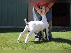 Flyin’W Show Goats  5014