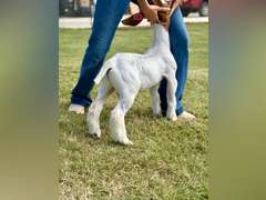 Grimes Show Goats  108