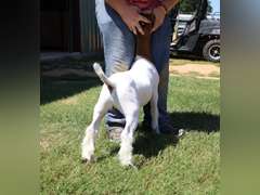 Compadres Cabritos/Flyin’W Show Goats  5023