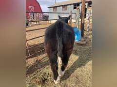 Evan  Guy  Rural Rustlers 4H