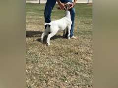 Grimes Show Goats  103