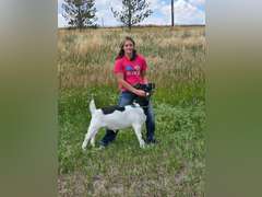Laina  Offutt  Rural Rustlers 4h Club