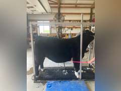 Lexi  Guy  Rural Rustlers 4H
