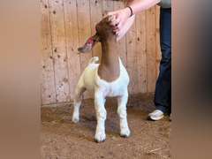 Finley Show Goats  012
