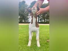 Epley Show Goats  5078