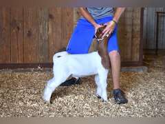 Bryson Show Goats  1342