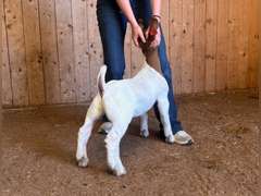 Finley Show Goats  012