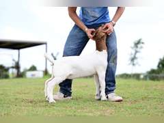 MB Boer Goats  2512