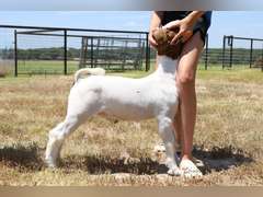 Elrod Farms  W119
