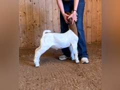 Finley Show Goats  012