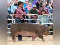 Phoebe  Cabrera  Gold Creek 4-H