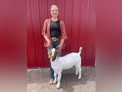 Lily   Hayes  Gold Creek 4H Club