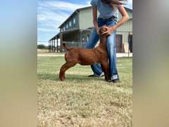 Grimes Show Goats  106