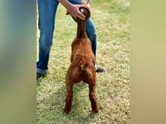 Grimes Show Goats  106