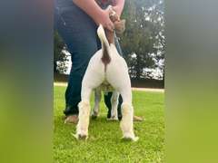 Epley Show Goats  5078