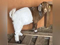 Paisley  Erker  Ranchin Rookies