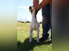 Flyin’W Show Goats   5041