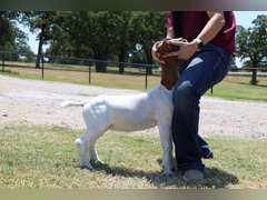 Elrod Farms  EF150