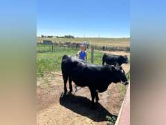 Kelsi  Harr  Rural Rustlers 4H