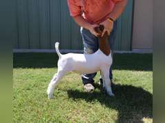 Compadres Cabritos/Flyin’W Show Goats  5023