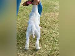 Grimes Show Goats  108