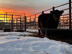 Hayden  Fox  Rural Rustlers