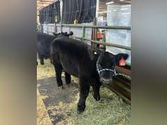 Case  Carnahan  Kiowa Community 4-H