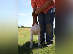 Compadres Cabritos/Flyin’W Show Goats  5023