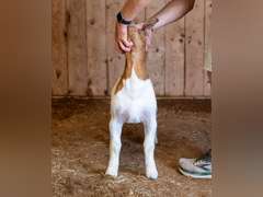 Finley Show Goats  042