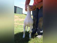 Flyin’W Show Goats  5014