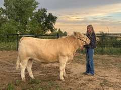Ryley  Hamacher  Rural Rustlers