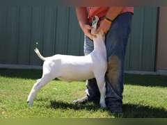 Flyin’W Show Goats  5014