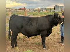 Kelsi  Harr  Rural Rustlers 4H