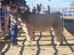 Easton  Moye  Rural Rustlers