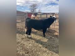 Evan  Guy  Rural Rustlers 4H
