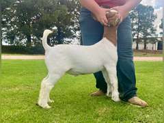 Epley Show Goats  5078