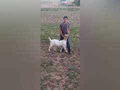 Collin  Arnold   Sun Country 4H