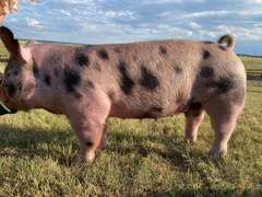 Blayze  Potestio  Rattlesnake 4H