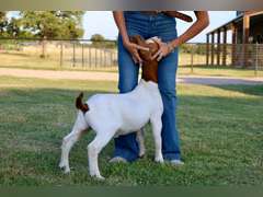 Titanium Livestock  5562