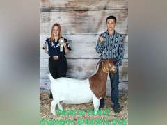 Collin  Arnold   Sun Country 4H