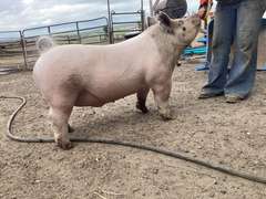 Lauralai   Brammer  Ranchin’ Rookies 4-H Club
