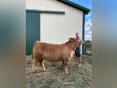Ashton  Torrence  Rattlesnake 4H