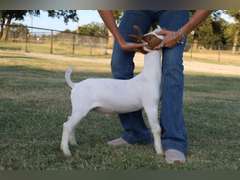 Flyin’W Show Goats   5041