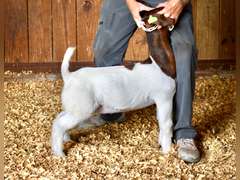 Bryson Show Goats  1358