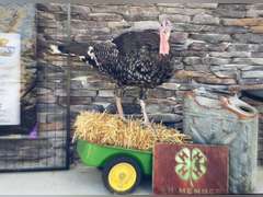 Khloe  Mackey  : Kiowa Community 4-H Club